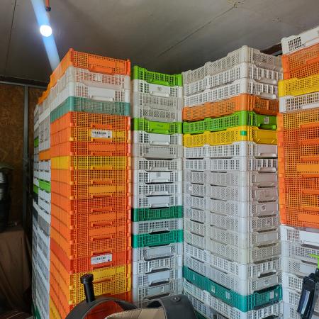 VENDO 450 BANDEJAS PARA RECOGER O ALMACENAR FRUTA