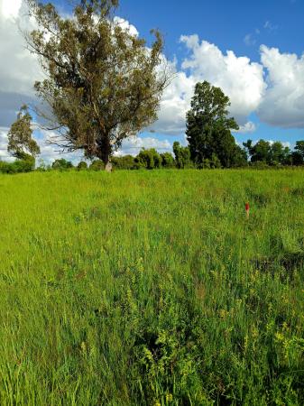 VENTA DE PARCELA EN FREIRE