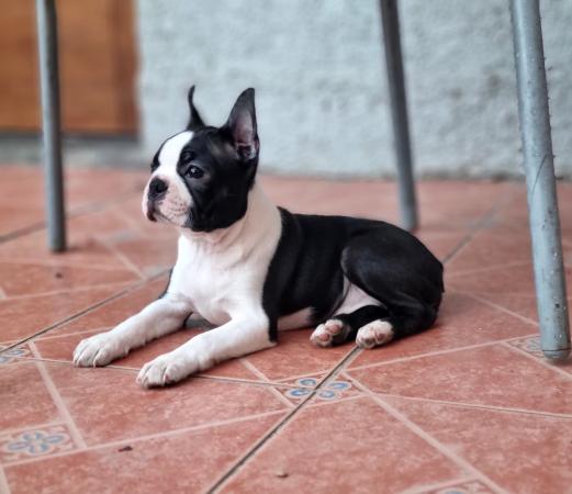 BOSTON TERRIER 