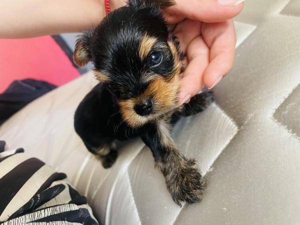 PERRO MACHO YORKSHIRE 
