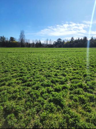 VENDO PARCELA AGRICOLA DE 31,24 HÁS EN LOS ANGELES