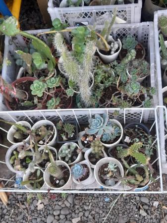 LIQUIDACIÓN DE PLANTAS