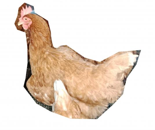 GALLINA LOHMANN BROWN