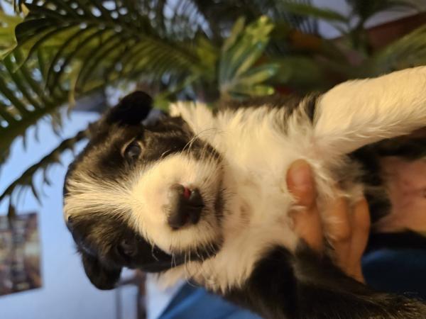 BORDER COLLIE