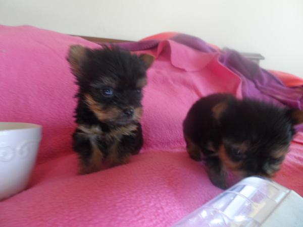 VENDO YORKSHIRE ULTRA MICRO TOY