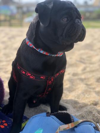 PUG BUSCA NOVIA