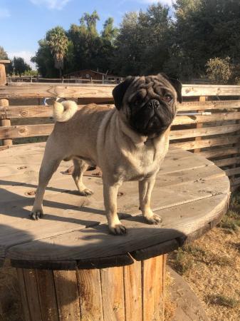 PUG BUSCA POLOLA