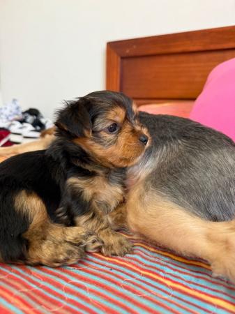 YORKSHIRE TERRIER