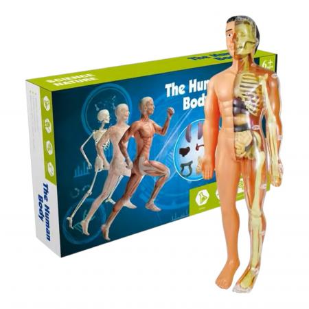 KIT CIENTÍFICO ANATOMÍA TORSO MODELO CUERPO NC67