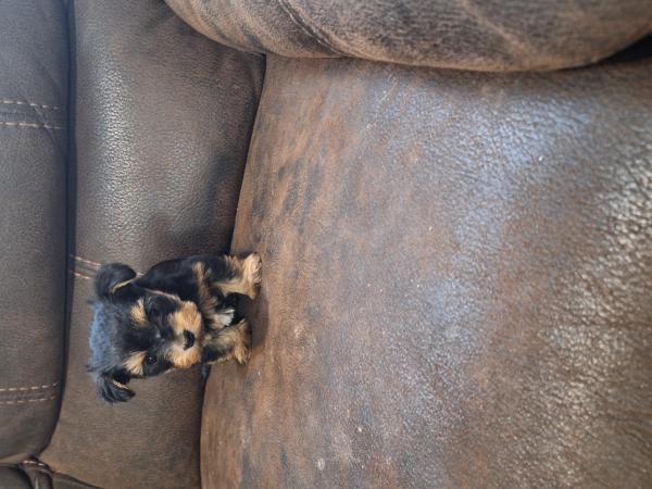 PERRITA YORKSHIRE
