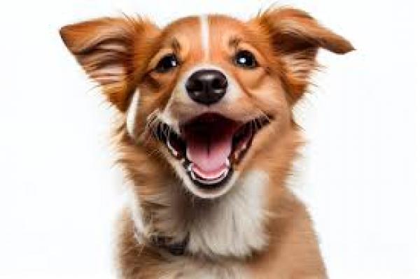 PASEADOR DE PERROS