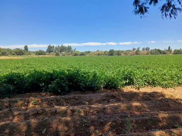 CAMPO EN TALCA SECTOR PROVIDENCIA