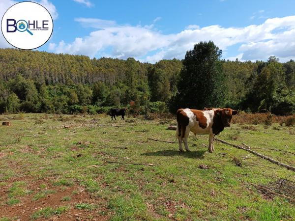 VENDO - CAMPO DE 25 HA EN FRESIA