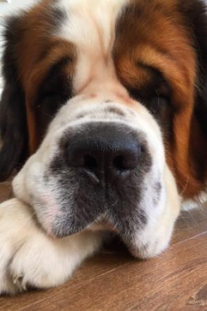 REGALO PERRO SAN BERNARDO