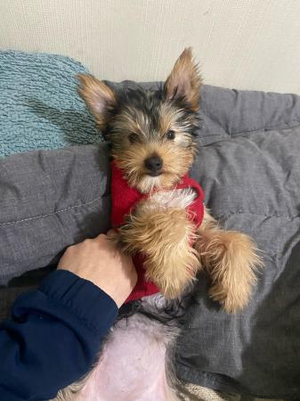PERRITA YORKSHIRE TERRI