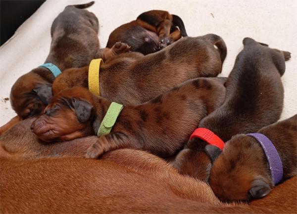 CACHORROS DACHSHUND STANDARD, INSCRITOS EN KENNEL 