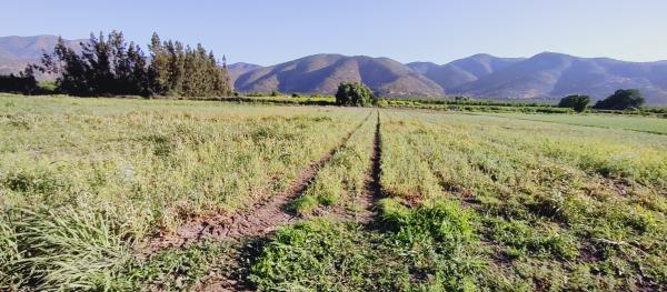OFERTA PARCELA AGRICOLA 