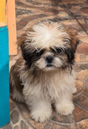 SHIH TZU PELUCHES