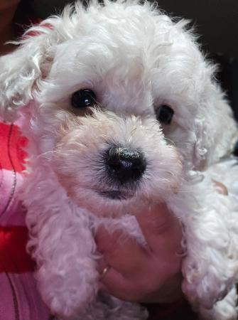 CACHORROS POODLE