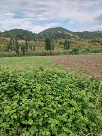 TERRENO DE 0,77HECTÁREAS (7700MT) LUGAR TRANQUILO 