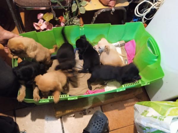 PERRITOS PARA ADOPCIÓN 