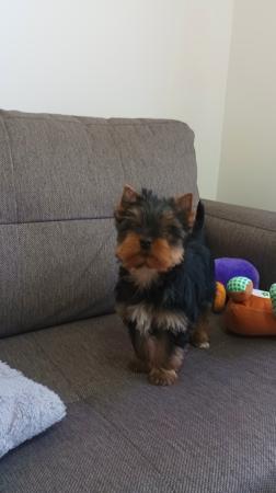 CACHORROS YORKSHIRE TERRIER INSCRITOS EN KENNEL 