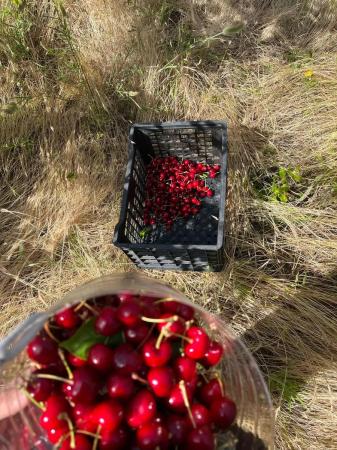 TERRENO CON CIENTOS DE CEREZAS A 20MIN DE QUILLON