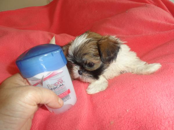 HERMOSOS SHIH TZU - SHITZU - SHIHTZU MINIATURAS 
