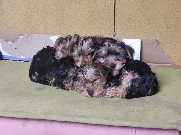 CACHORRO YORKSHIRE 
