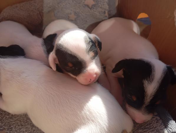 CACHORRITOS FOX TERRIER TOY HERMOS@S