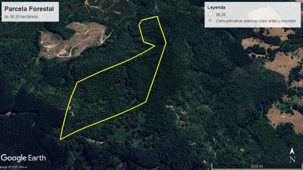 PARCELA FORESTAL DE 36,30 HÁS.