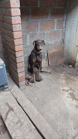 vitrina